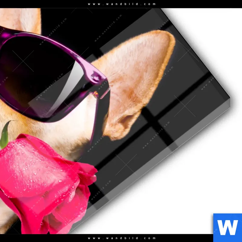 Acrylglasbild | Cooler Hund mit roter Rose | Hochformat