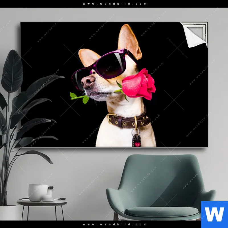 Spannbild | Cooler Hund mit roter Rose | Querformat