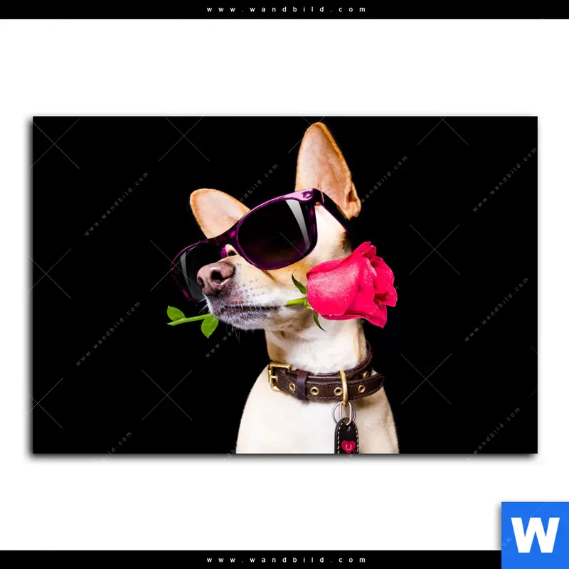 Spannbild | Cooler Hund mit roter Rose | Querformat