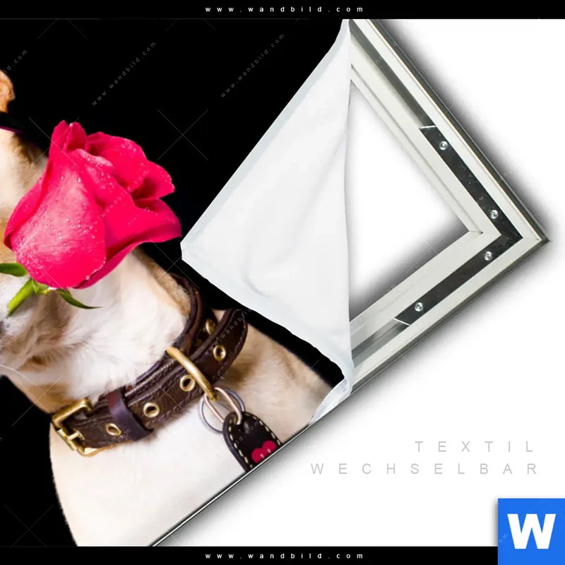 Spannbild | Cooler Hund mit roter Rose | Querformat