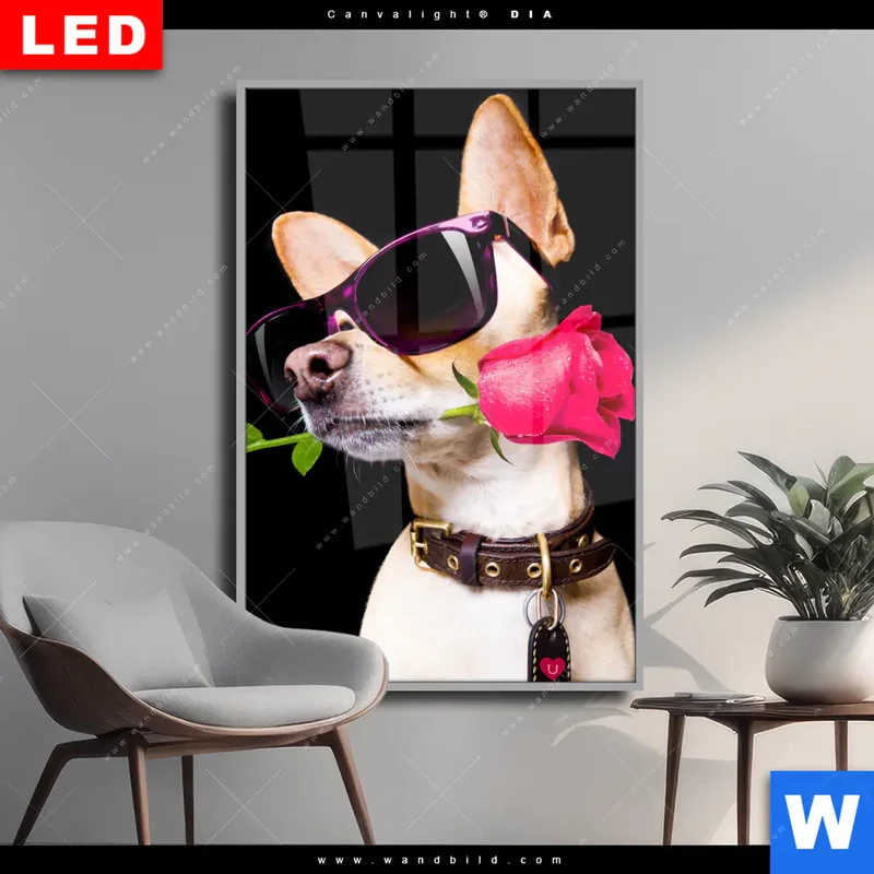 Wechselmotiv Acrylglas Canvalight® DIA | Cooler Hund mit roter Rose | Hochformat