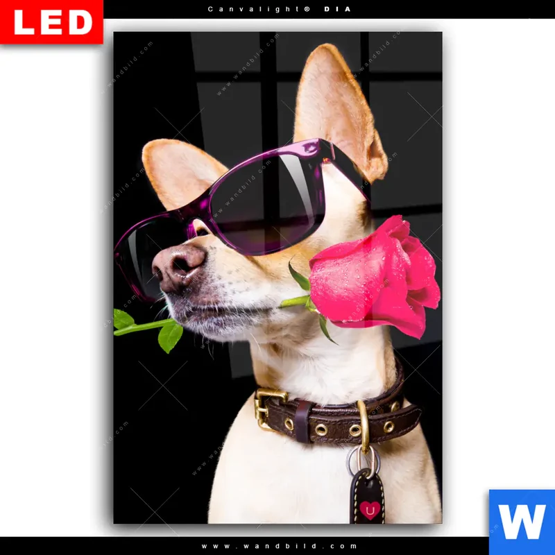 Wechselmotiv Acrylglas Canvalight® DIA | Cooler Hund mit roter Rose | Hochformat