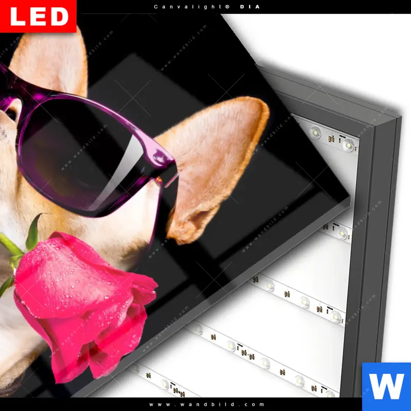 Wechselmotiv Acrylglas Canvalight® DIA | Cooler Hund mit roter Rose | Hochformat