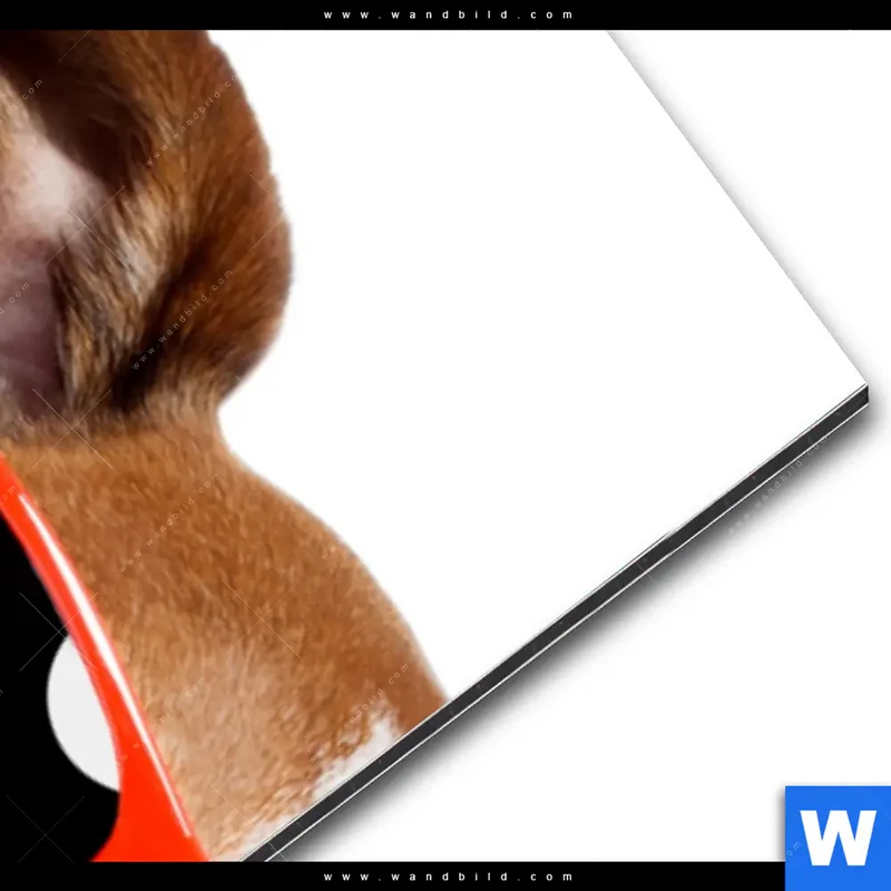 Alu-Dibond Bild | Kinoabend mit Terrier | Schmal