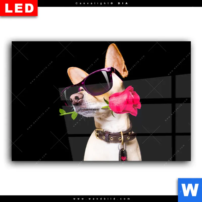 Wechselmotiv Acrylglas Canvalight® DIA | Cooler Hund mit roter Rose | Querformat