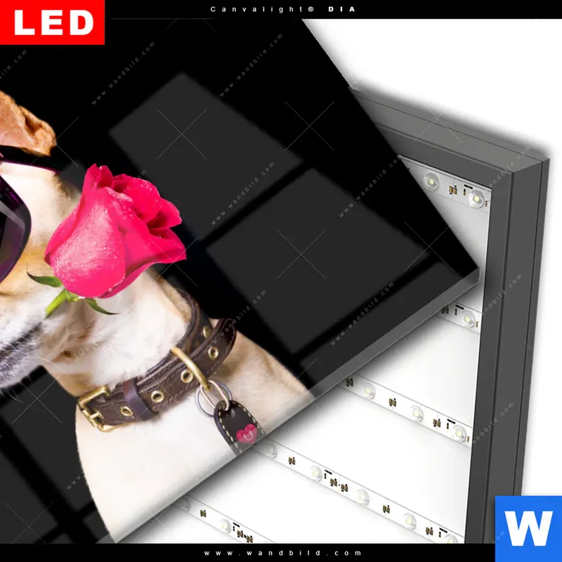 Wechselmotiv Acrylglas Canvalight® DIA | Cooler Hund mit roter Rose | Querformat