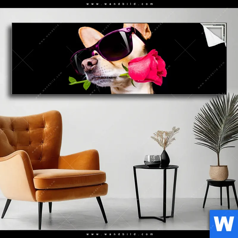 Spannbild | Cooler Hund mit roter Rose | Panorama