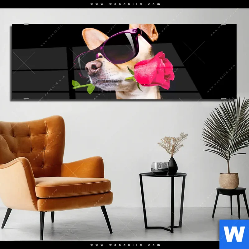 Acrylglasbild | Cooler Hund mit roter Rose | Panorama