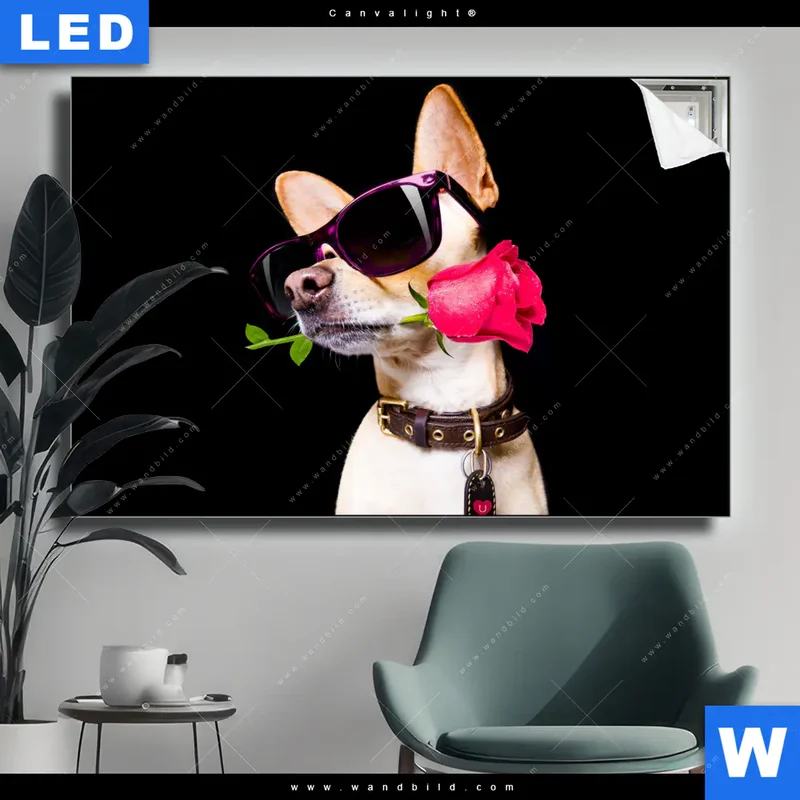 Canvalight® Leuchtbild | Cooler Hund mit roter Rose | Querformat
