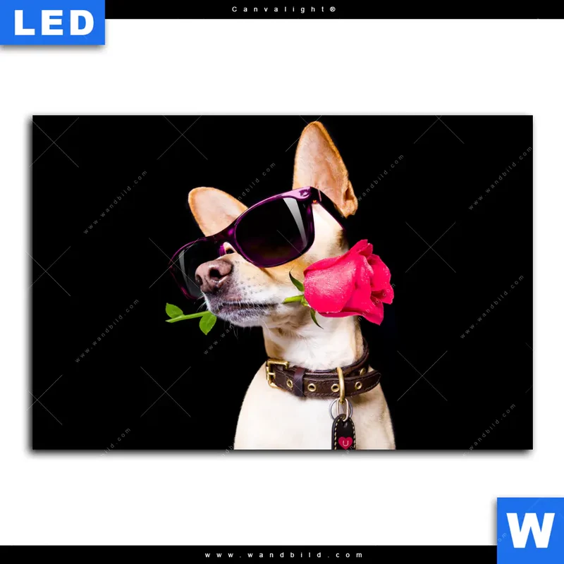 Canvalight® Leuchtbild | Cooler Hund mit roter Rose | Querformat