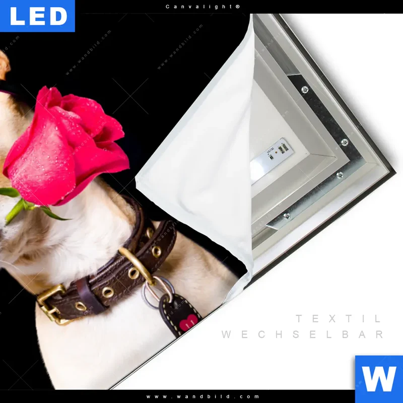 Canvalight® Leuchtbild | Cooler Hund mit roter Rose | Querformat