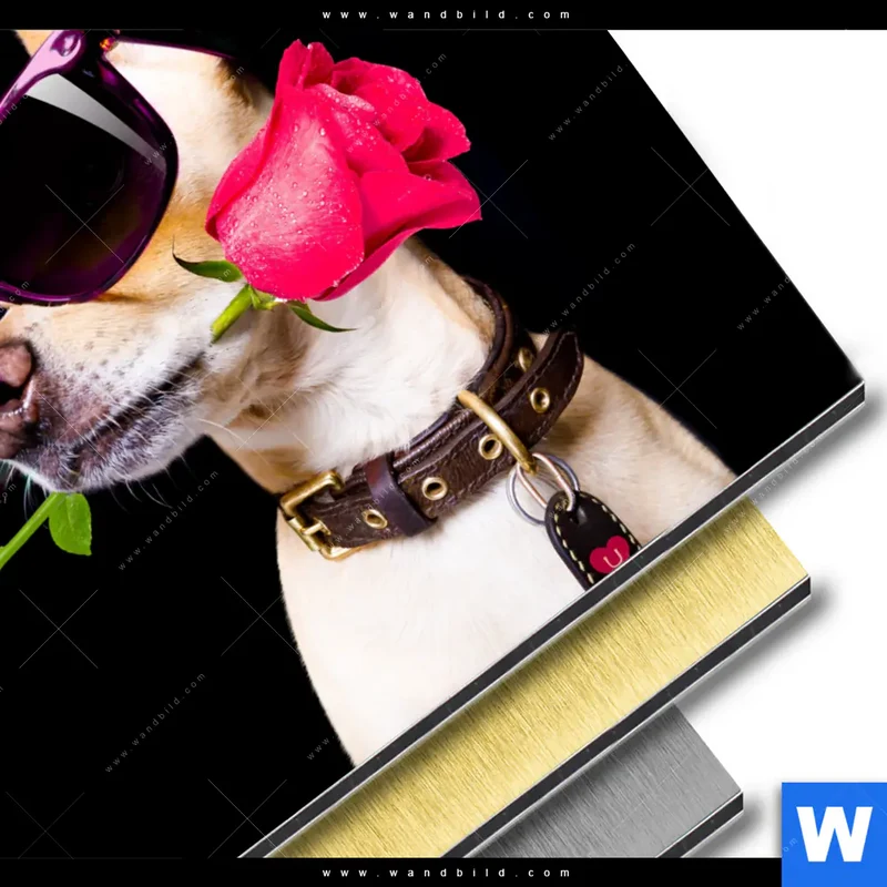 Aluminiumbild gebürstet | Cooler Hund mit roter Rose | Quadrat