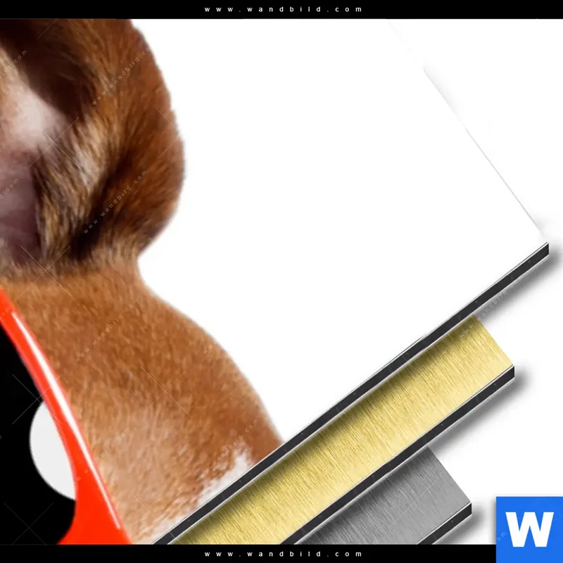 Aluminiumbild gebürstet | Kinoabend mit Terrier | Schmal