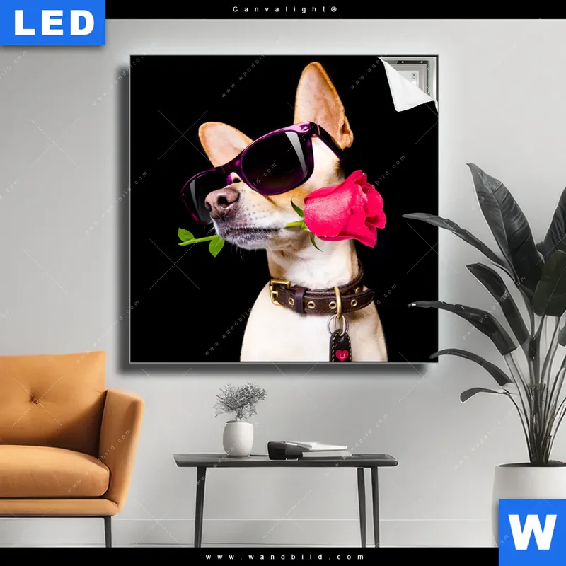 Canvalight® Leuchtbild | Cooler Hund mit roter Rose | Quadrat