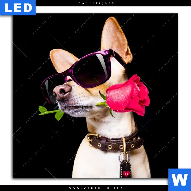 Canvalight® Leuchtbild | Cooler Hund mit roter Rose | Quadrat