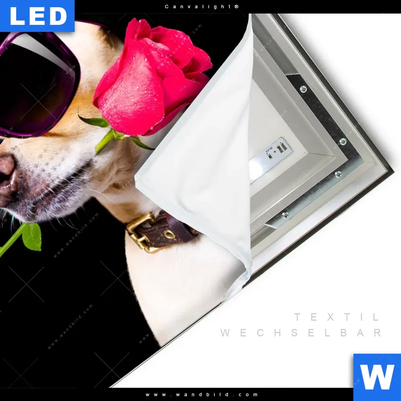 Canvalight® Leuchtbild | Cooler Hund mit roter Rose | Quadrat