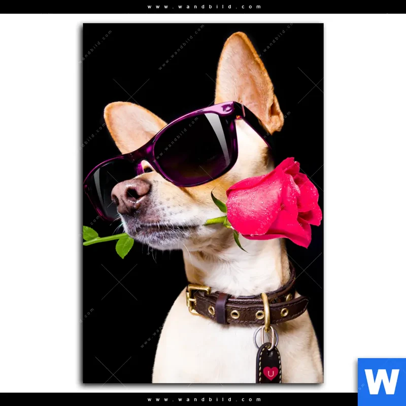 Alu-Dibond Bild | Cooler Hund mit roter Rose | Hochformat
