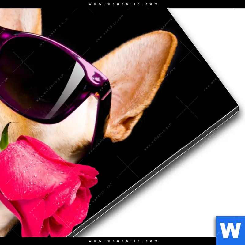 Alu-Dibond Bild | Cooler Hund mit roter Rose | Hochformat