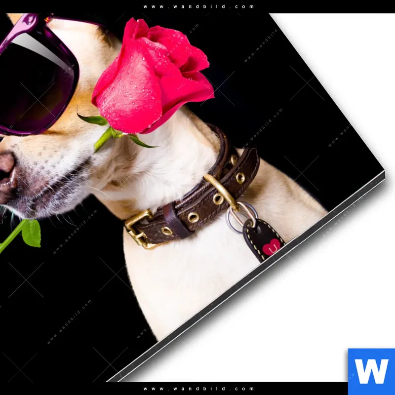 Alu-Dibond Bild | Cooler Hund mit roter Rose | Quadrat