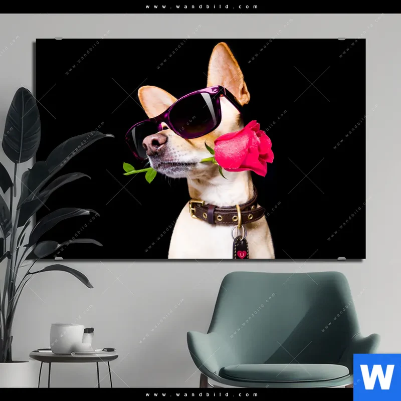 Aluminiumbild gebürstet | Cooler Hund mit roter Rose | Querformat