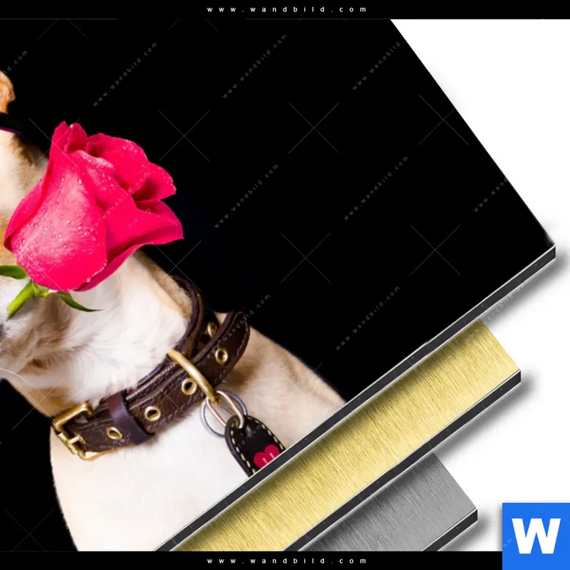 Aluminiumbild gebürstet | Cooler Hund mit roter Rose | Querformat