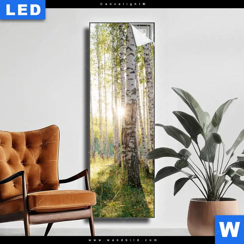Canvalight® Leuchtbild | Sonnenlicht im Birkenwald | Schmal
