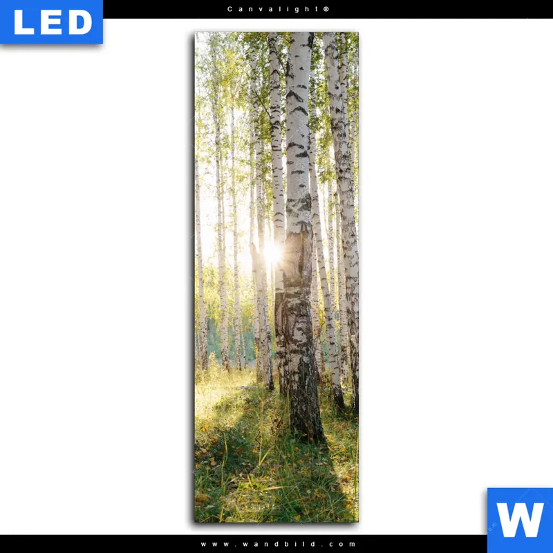 Canvalight® Leuchtbild | Sonnenlicht im Birkenwald | Schmal