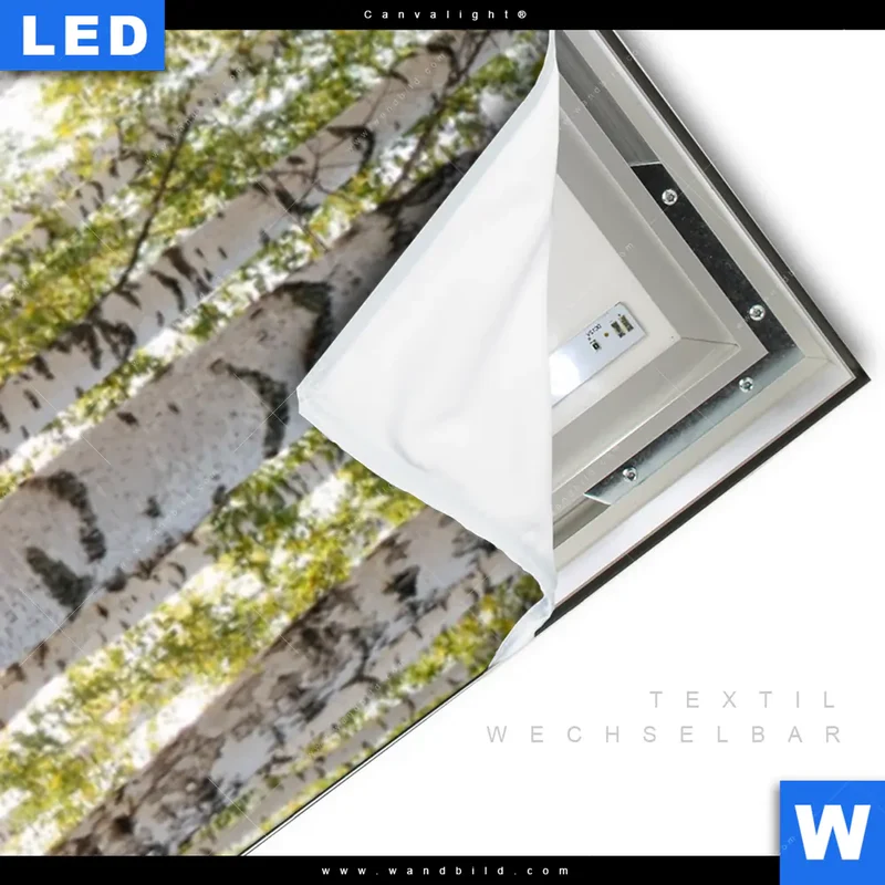 Canvalight® Leuchtbild | Sonnenlicht im Birkenwald | Schmal