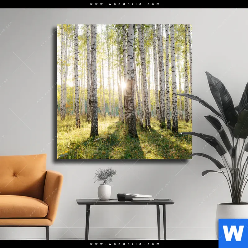 Leinwandbild | Sonnenlicht im Birkenwald | Quadrat