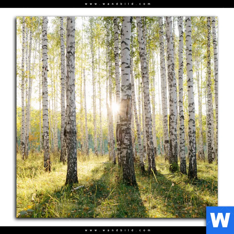 Leinwandbild | Sonnenlicht im Birkenwald | Quadrat