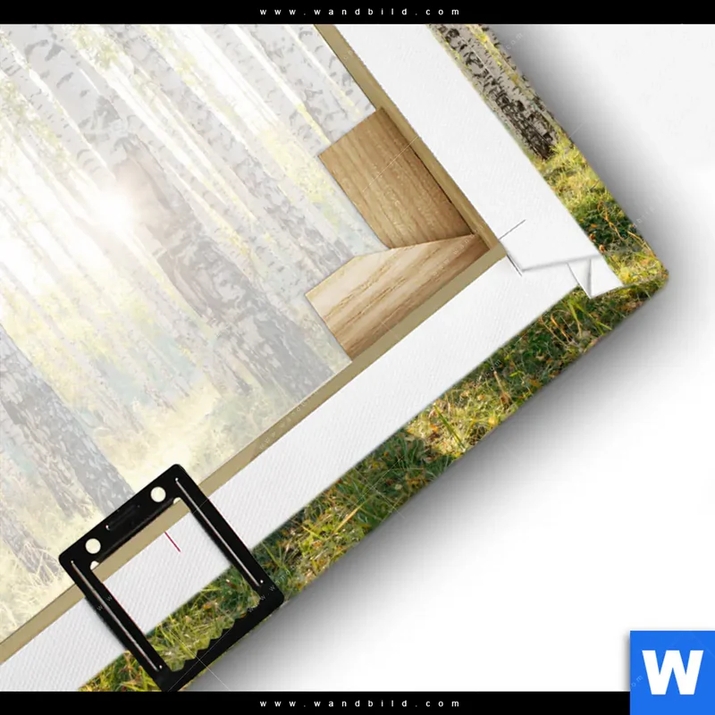 Leinwandbild | Sonnenlicht im Birkenwald | Quadrat