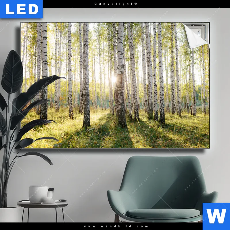 Canvalight® Leuchtbild | Sonnenlicht im Birkenwald | Querformat