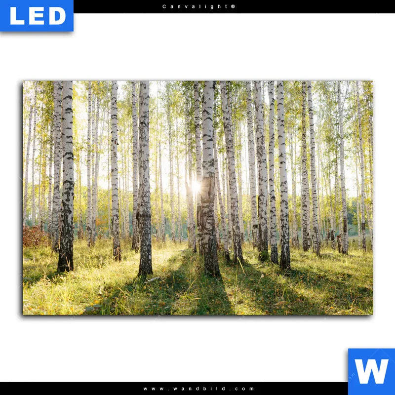 Canvalight® Leuchtbild | Sonnenlicht im Birkenwald | Querformat