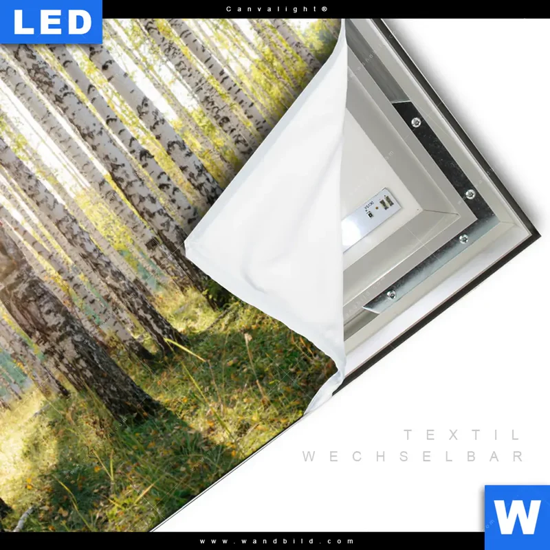Canvalight® Leuchtbild | Sonnenlicht im Birkenwald | Querformat