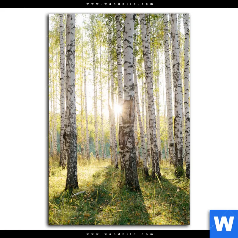 Leinwandbild | Sonnenlicht im Birkenwald | Hochformat