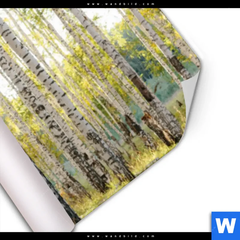 Poster | Sonnenlicht im Birkenwald | Panorama