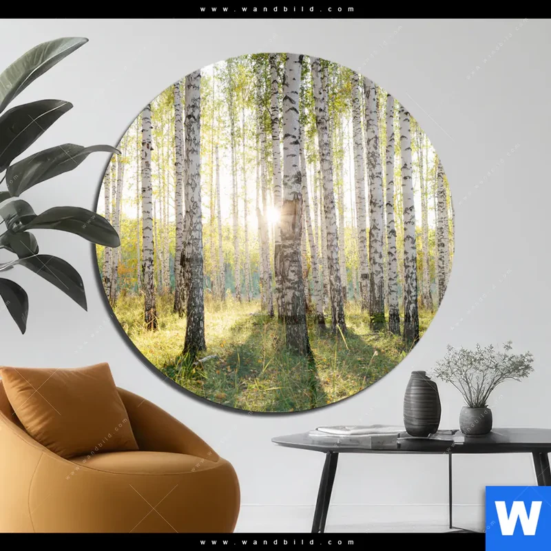Acrylglasbild | Sonnenlicht im Birkenwald | Rund