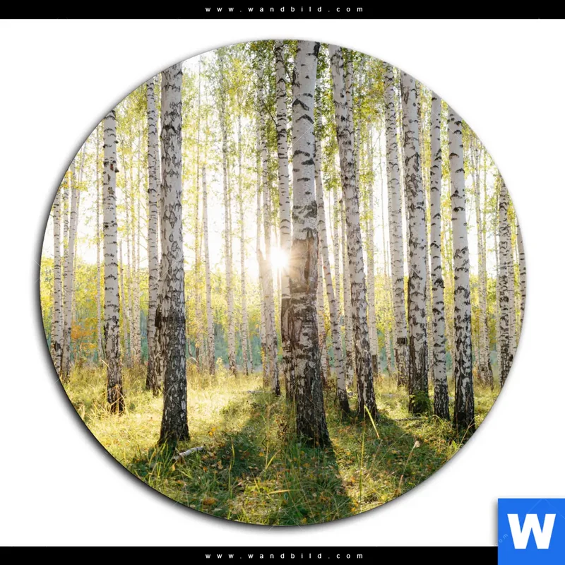Acrylglasbild | Sonnenlicht im Birkenwald | Rund