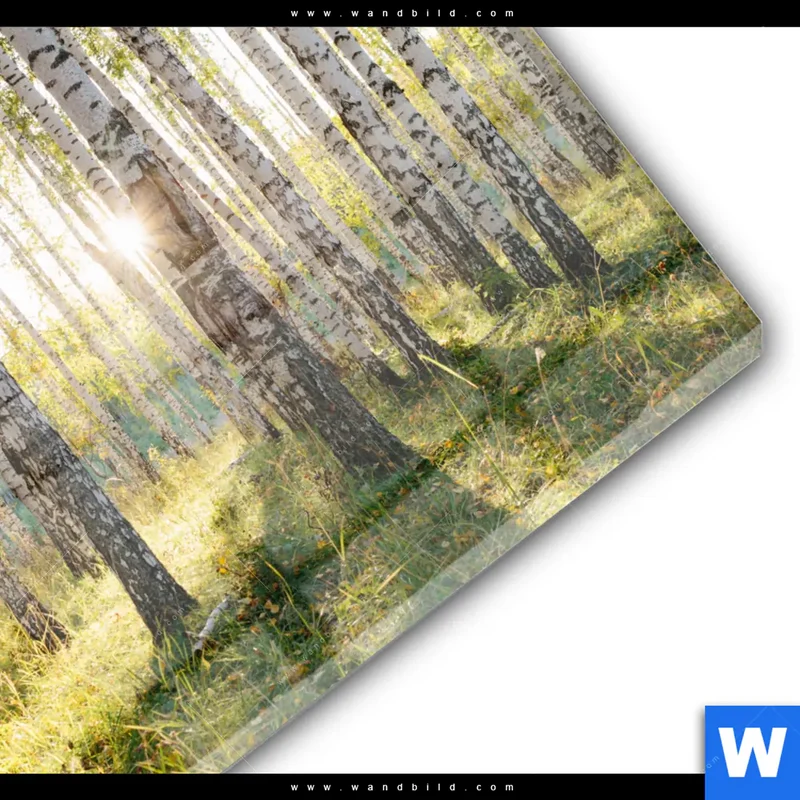 Acrylglasbild | Sonnenlicht im Birkenwald | Rund