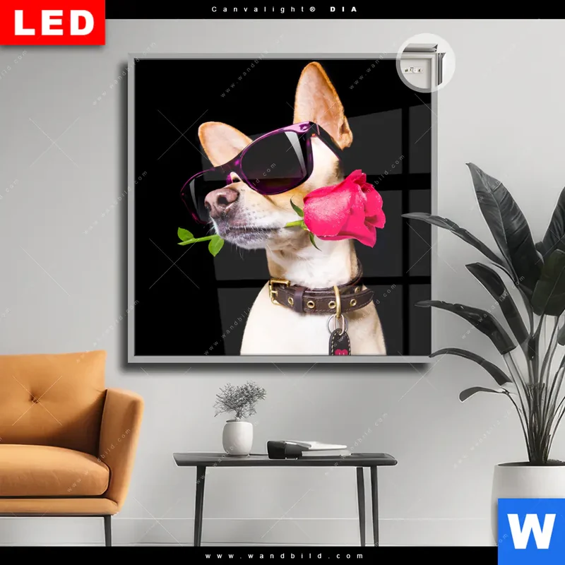Leuchtbild Acrylglas Canvalight® DIA | Cooler Hund mit roter Rose | Quadrat