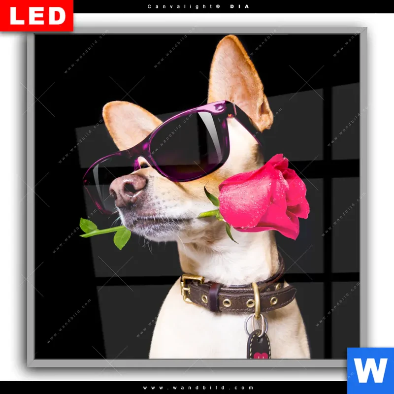 Leuchtbild Acrylglas Canvalight® DIA | Cooler Hund mit roter Rose | Quadrat