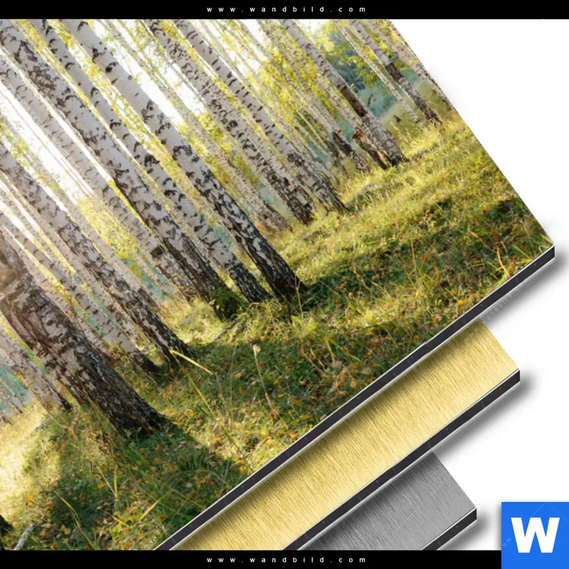Aluminiumbild gebürstet | Sonnenlicht im Birkenwald | Querformat