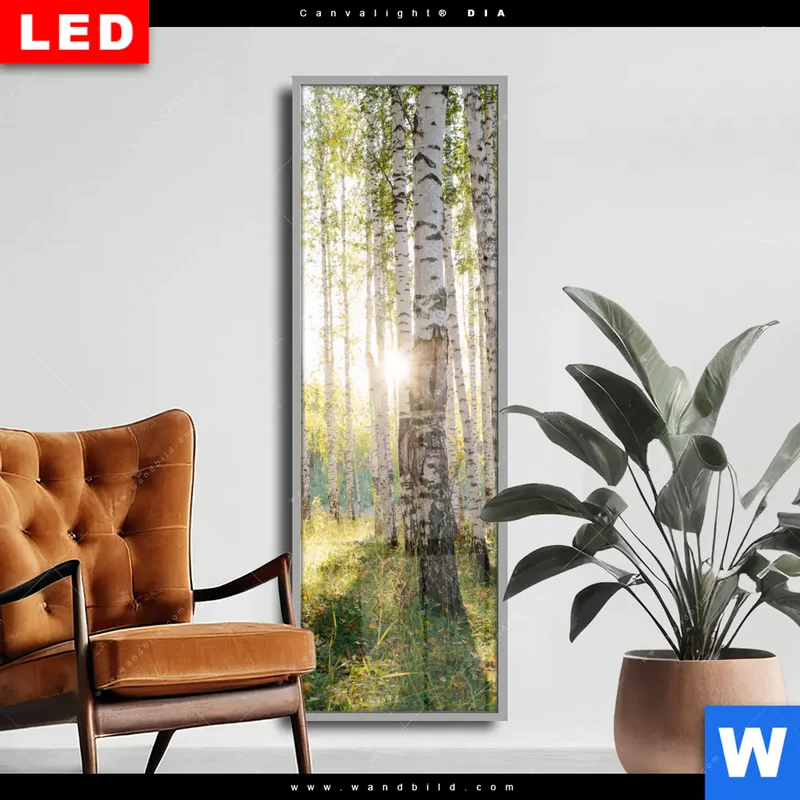 Wechselmotiv Acrylglas Canvalight® DIA | Sonnenlicht im Birkenwald | Schmal