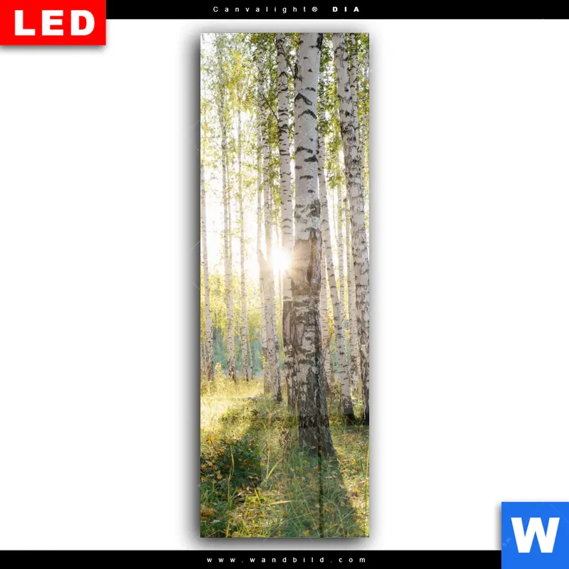 Wechselmotiv Acrylglas Canvalight® DIA | Sonnenlicht im Birkenwald | Schmal