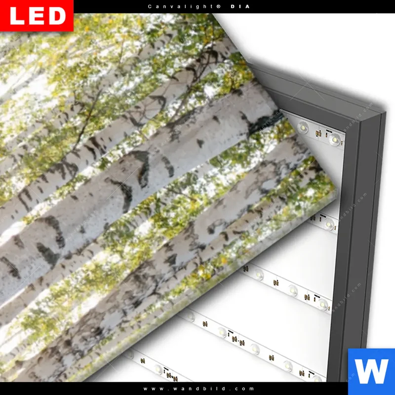 Wechselmotiv Acrylglas Canvalight® DIA | Sonnenlicht im Birkenwald | Schmal