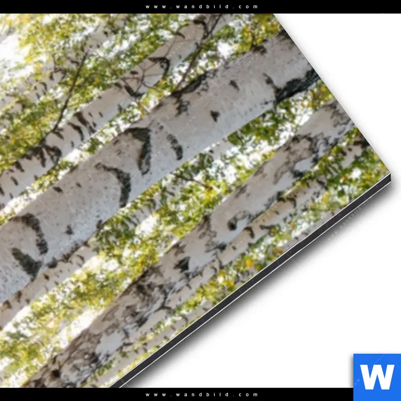 Alu-Dibond Bild | Sonnenlicht im Birkenwald | Schmal