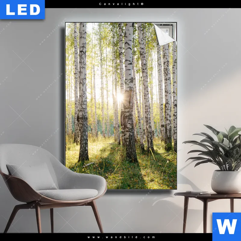 Canvalight® Leuchtbild | Sonnenlicht im Birkenwald | Hochformat
