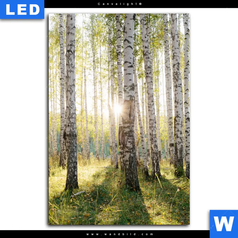 Canvalight® Leuchtbild | Sonnenlicht im Birkenwald | Hochformat