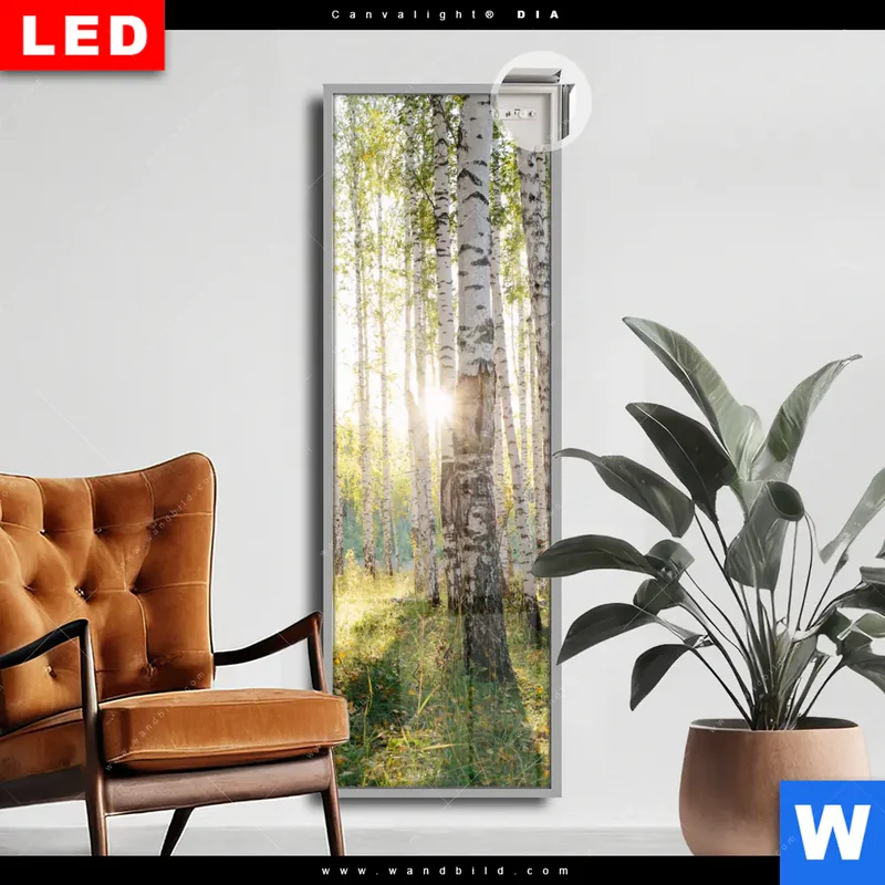 Leuchtbild Acrylglas Canvalight® DIA | Sonnenlicht im Birkenwald | Schmal