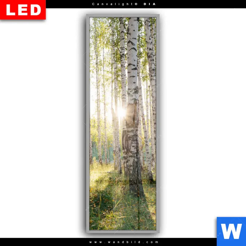 Leuchtbild Acrylglas Canvalight® DIA | Sonnenlicht im Birkenwald | Schmal